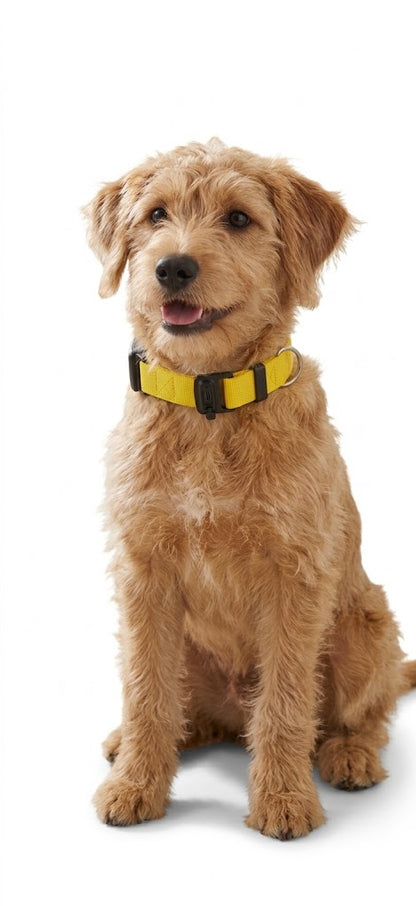Collar Rastreador